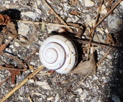 Caucasotachea vindobonensis