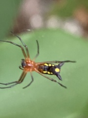 Micrathena funebris