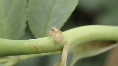 Macaroeris nidicolens