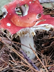 Russula parvovirescens