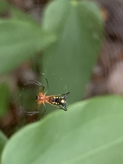 Micrathena funebris