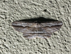 Euphronarcha luxaria