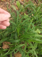 Eragrostis spectabilis