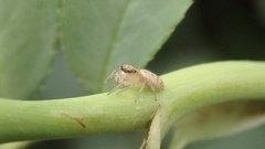 Macaroeris nidicolens