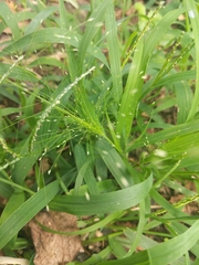 Eragrostis spectabilis