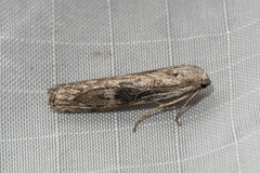 Aphomia terrenella