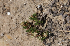Cherleria biflora
