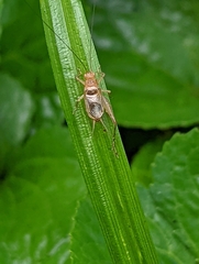 Anaxipha exigua