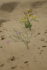 Jacobaea schischkiniana