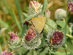 Thecla betulae