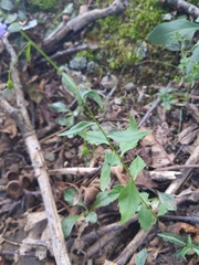 Campanula divaricata