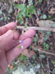 Campanula divaricata