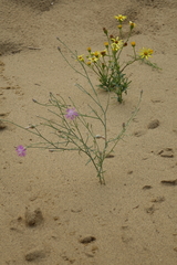 Jacobaea schischkiniana