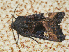 Euplexia lucipara