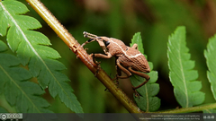 Cryptoderma formosense
