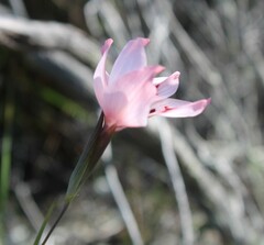 Gladiolus debilis