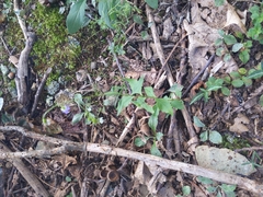 Campanula divaricata