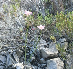 Gladiolus debilis