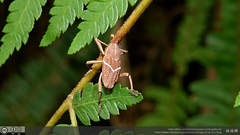 Cryptoderma formosense