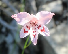 Gladiolus debilis