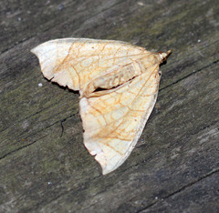 Eulithis diversilineata