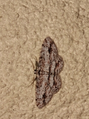 Didymoctenia exsuperata