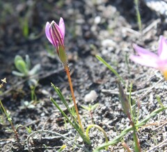 Romulea tabularis