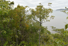 Dendrophthoe glabrescens