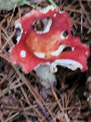 Russula parvovirescens