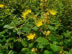 Hypericum hircinum