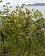 Dendrophthoe glabrescens