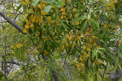 Dendrophthoe glabrescens