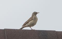 Anthus godlewskii