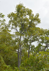 Dendrophthoe glabrescens