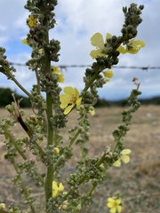 Verbascum