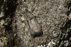 Acrobasis