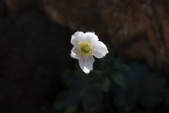 Anemone parviflora