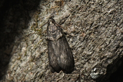 Acrobasis