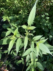 Bidens vulgata