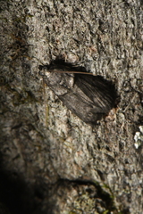 Acrobasis