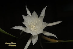 Epiphyllum