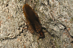 Parcoblatta pennsylvanica