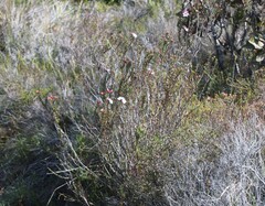 Adenandra brachyphylla