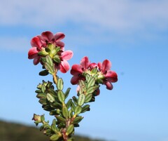 Adenandra brachyphylla