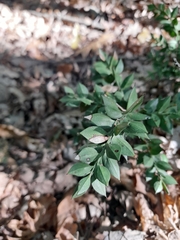 Ruscus aculeatus