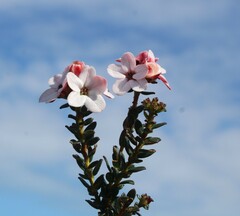 Adenandra brachyphylla