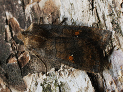 Eupsilia transversa