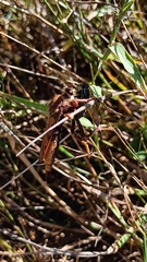 Asilus crabroniformis