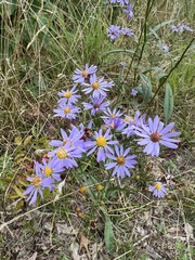 Symphyotrichum oolentangiense