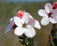 Adenandra brachyphylla